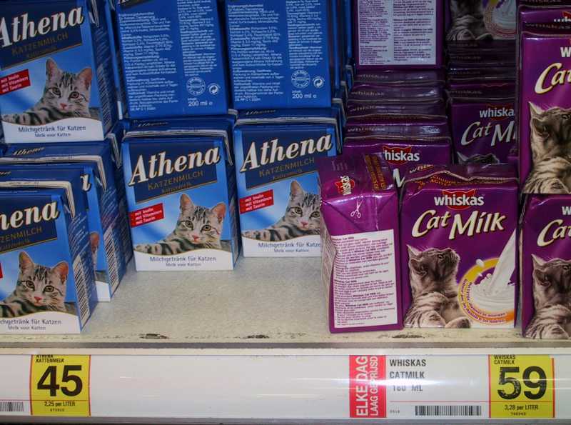 img_4368-cat_milk